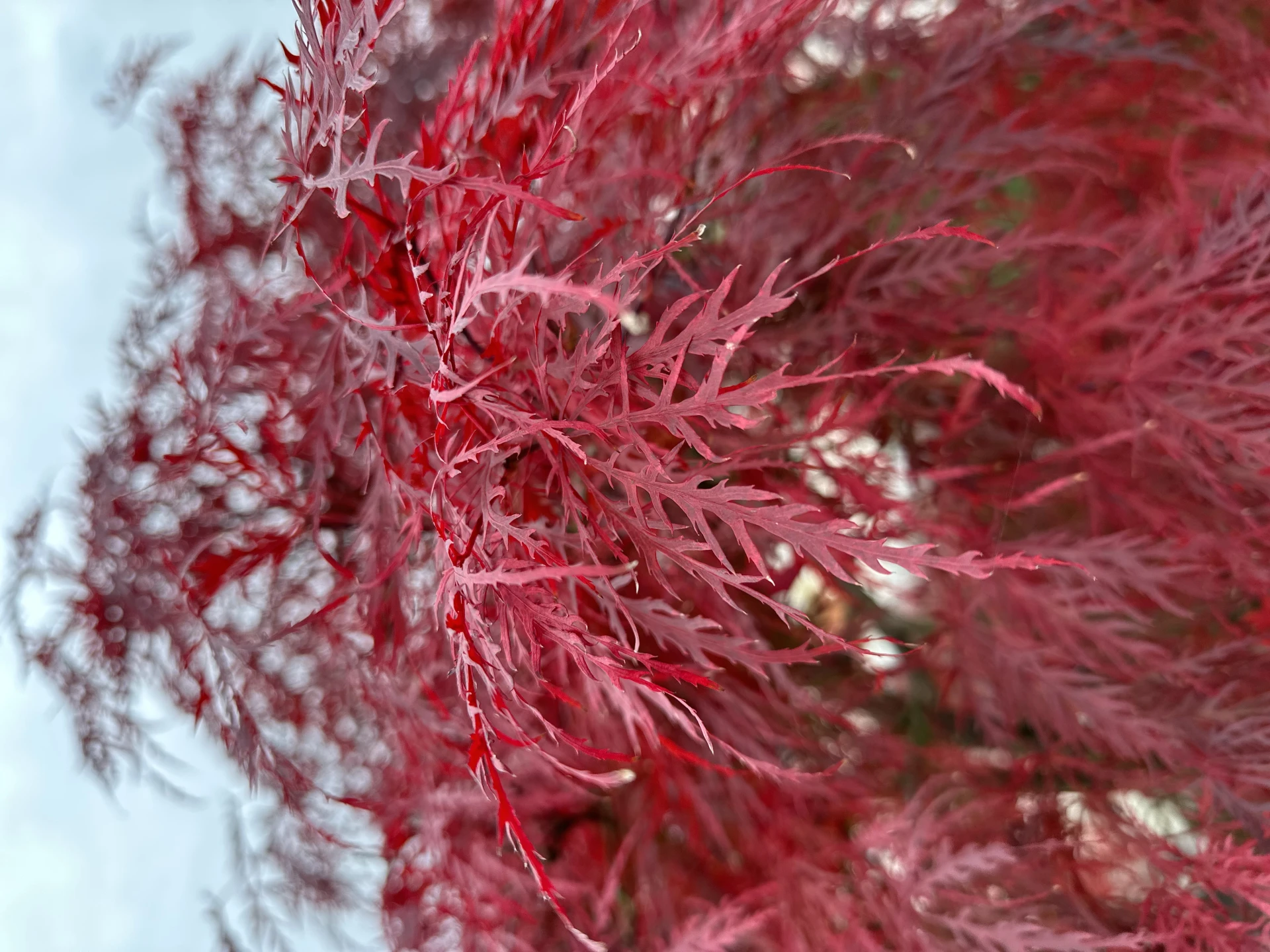 Acer palmatum 'Dissectum Garnet' (Klon palmowy 'Dissectum Garnet')