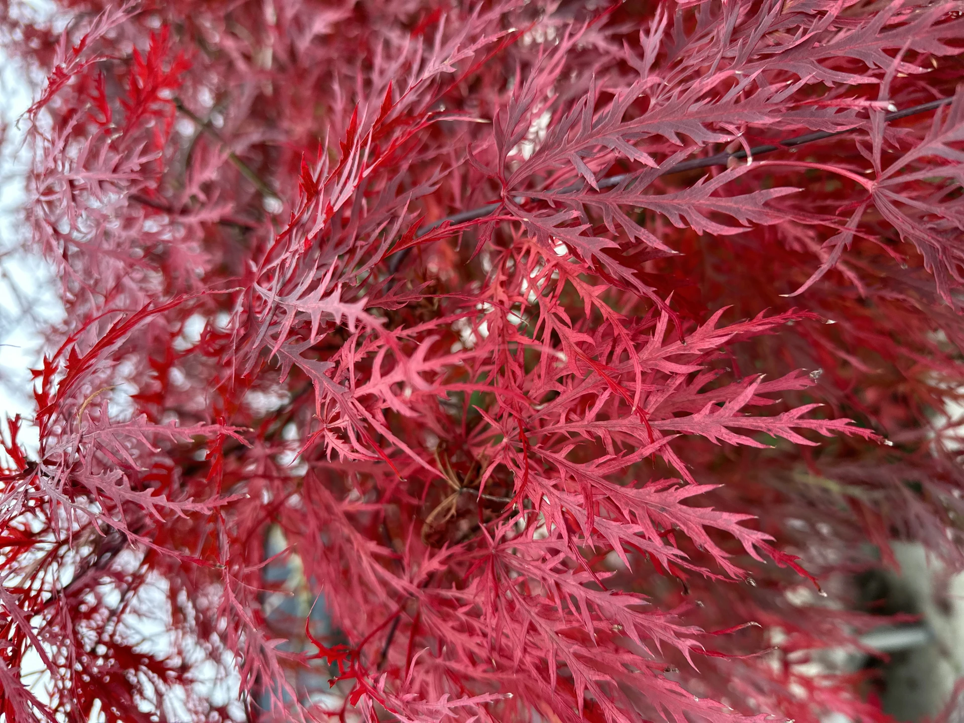 Acer palmatum 'Dissectum Garnet' (Klon palmowy 'Dissectum Garnet')