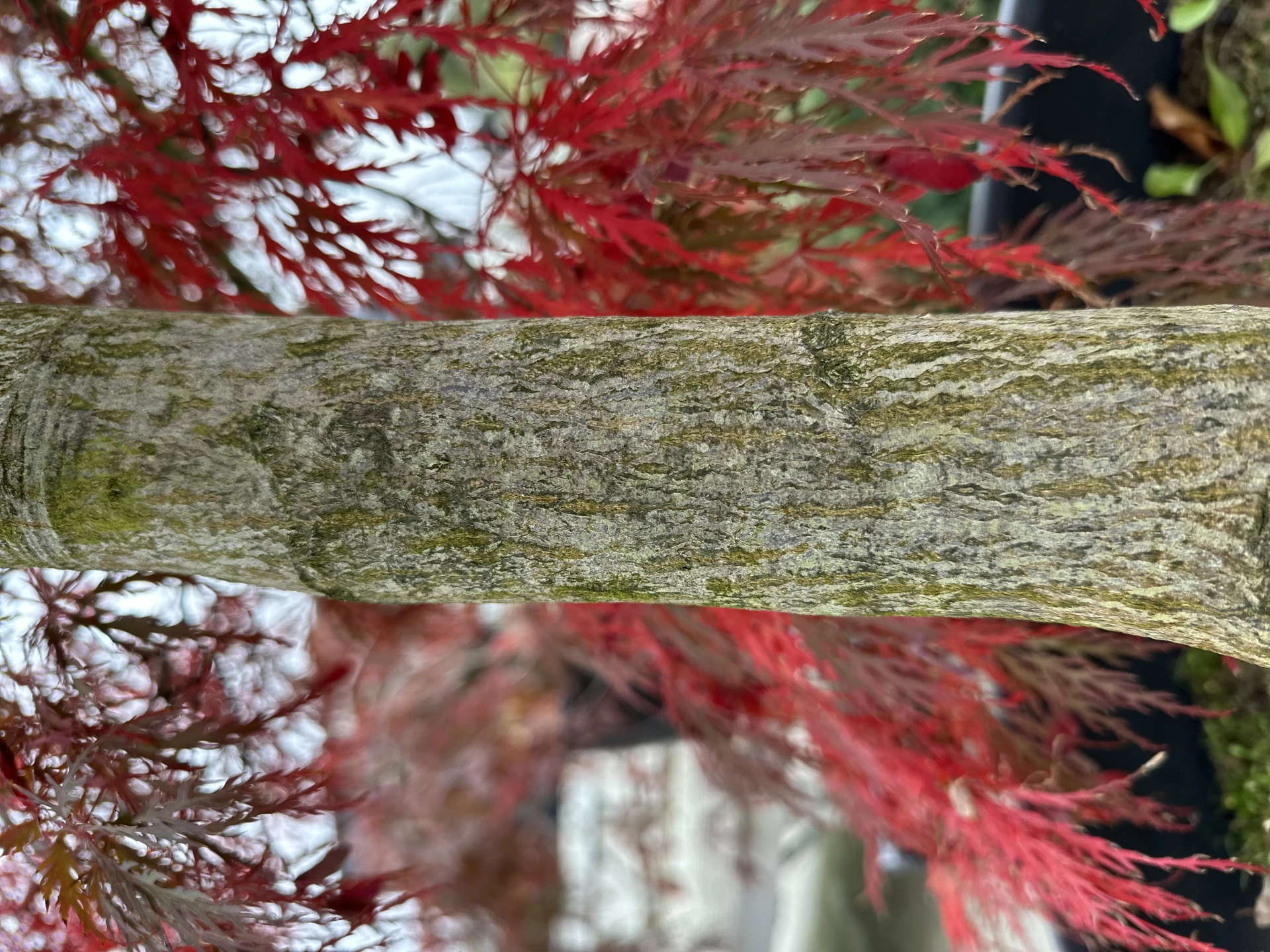 Acer palmatum 'Dissectum Garnet' (Klon palmowy 'Dissectum Garnet')