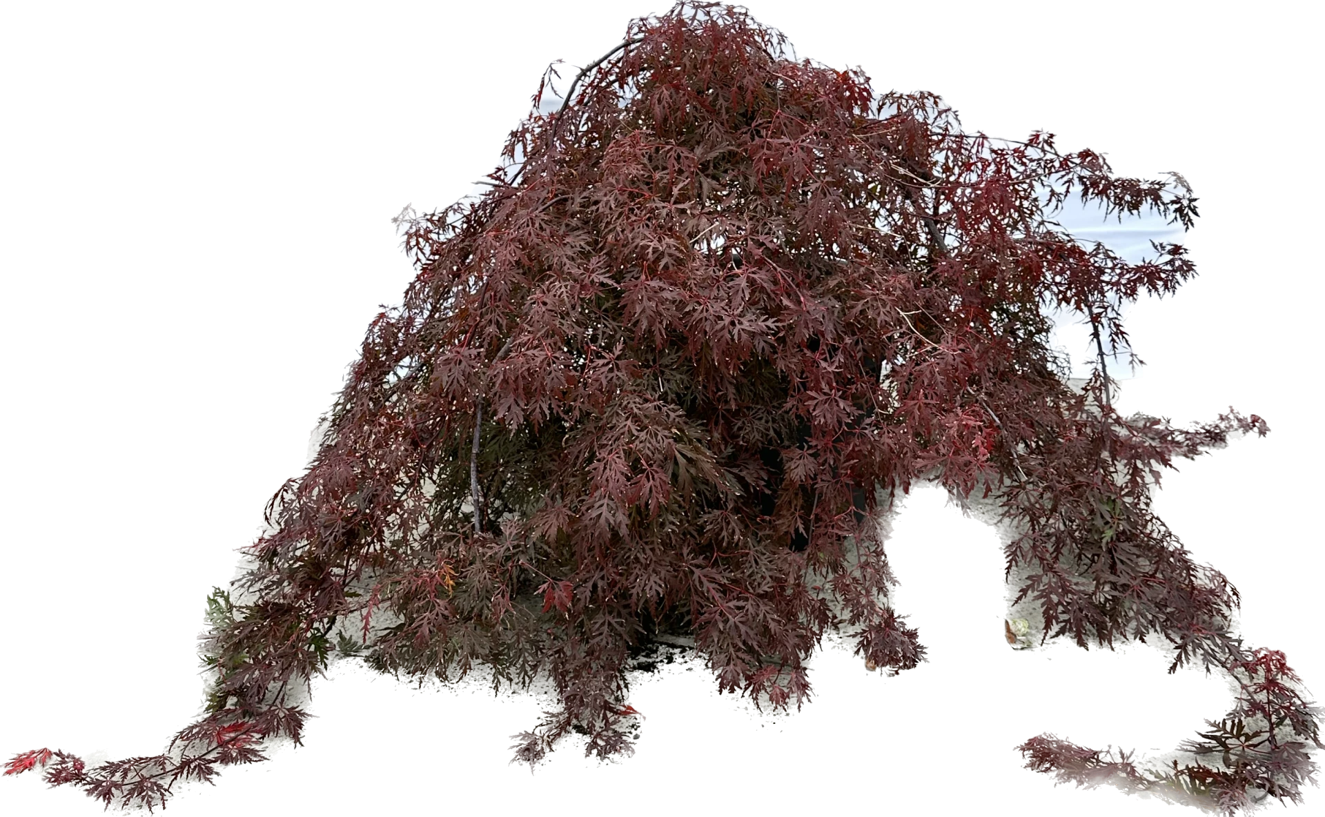 Acer palmatum 'Dissectum Garnet' (Klon palmowy 'Dissectum Garnet')