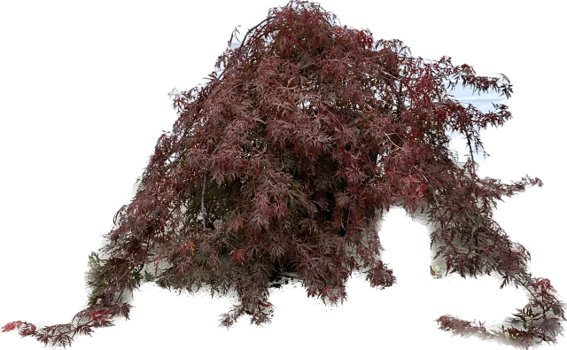 Acer palmatum 'Dissectum Garnet' (Klon palmowy 'Dissectum Garnet')