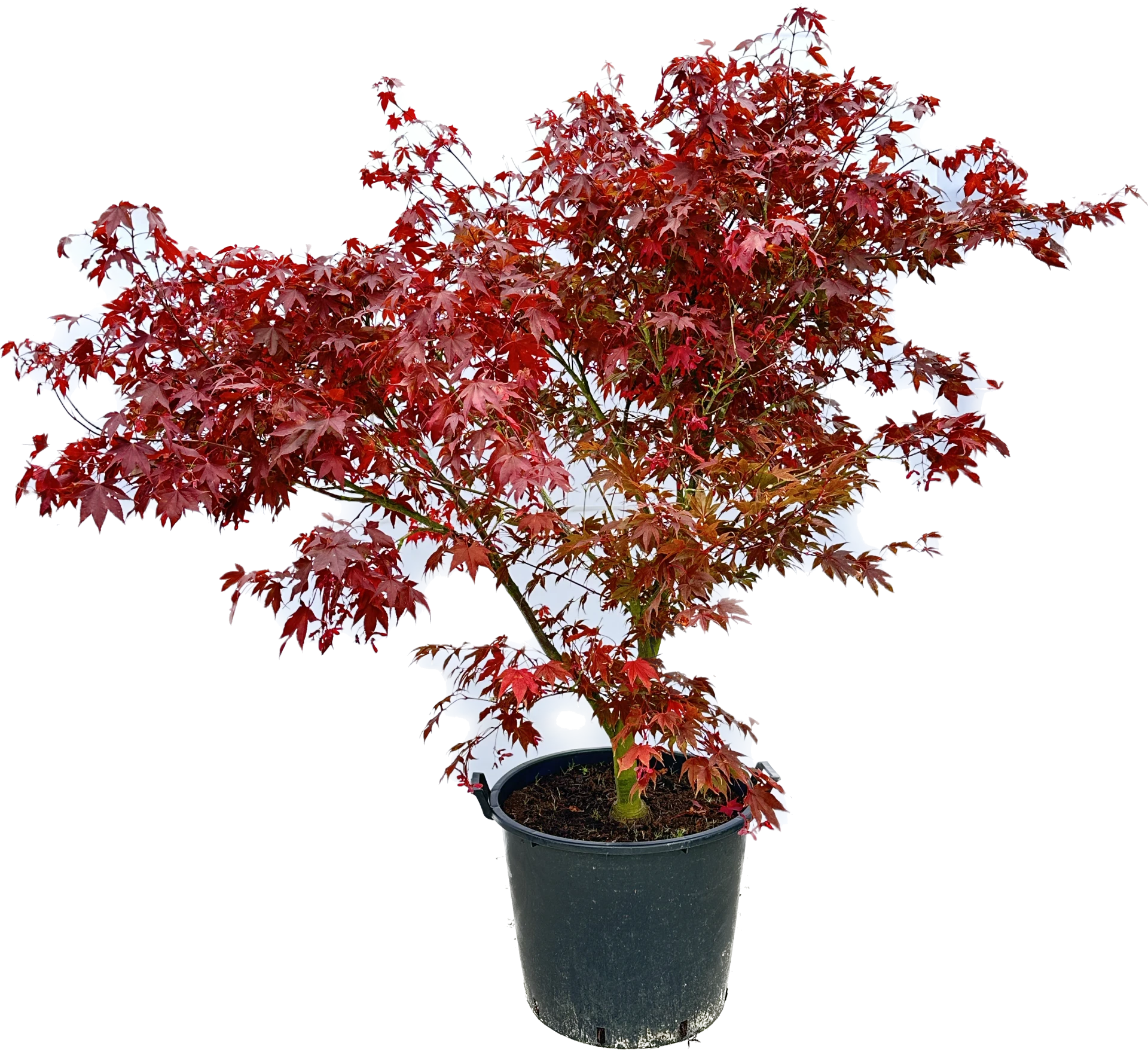 Acer palmatum 'Bloodgood' (Klon palmowy 'Bloodgood')