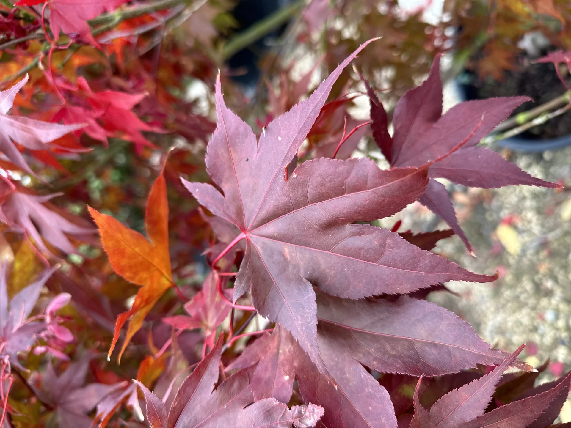 Acer palmatum 'Bloodgood' (Klon palmowy 'Bloodgood')
