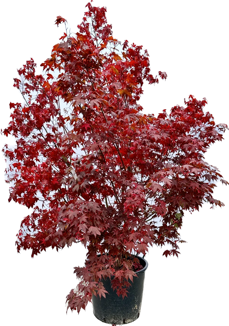 Acer palmatum 'Bloodgood' (Klon palmowy 'Bloodgood')