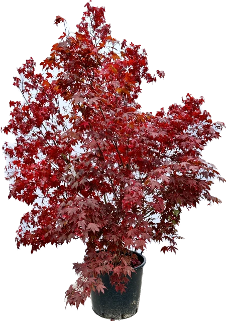Acer palmatum 'Bloodgood' (Klon palmowy 'Bloodgood')