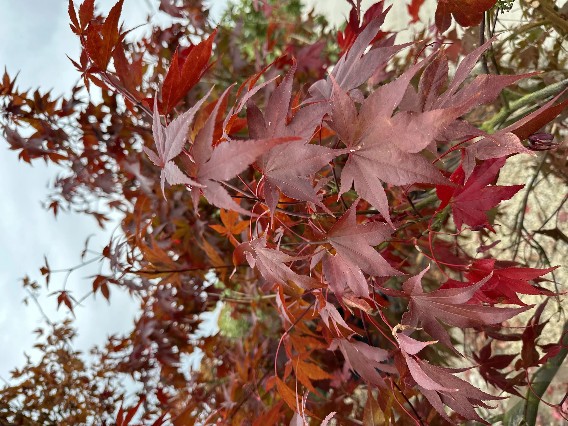 Acer palmatum 'Bloodgood' (Klon palmowy 'Bloodgood')