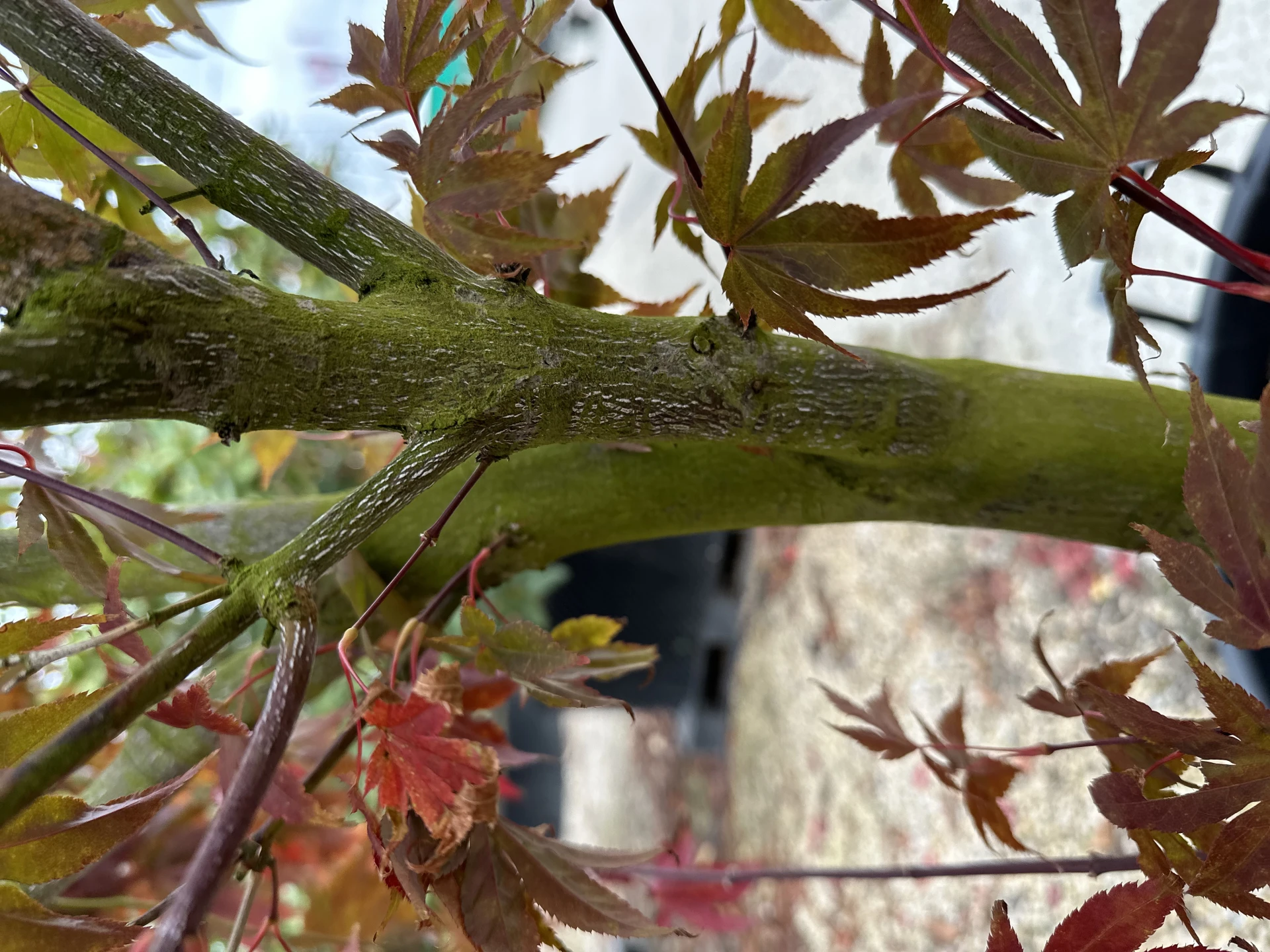 Acer palmatum 'Bloodgood' (Klon palmowy 'Bloodgood')