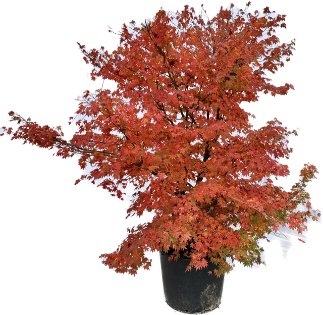 Acer palmatum (Klon palmowy)