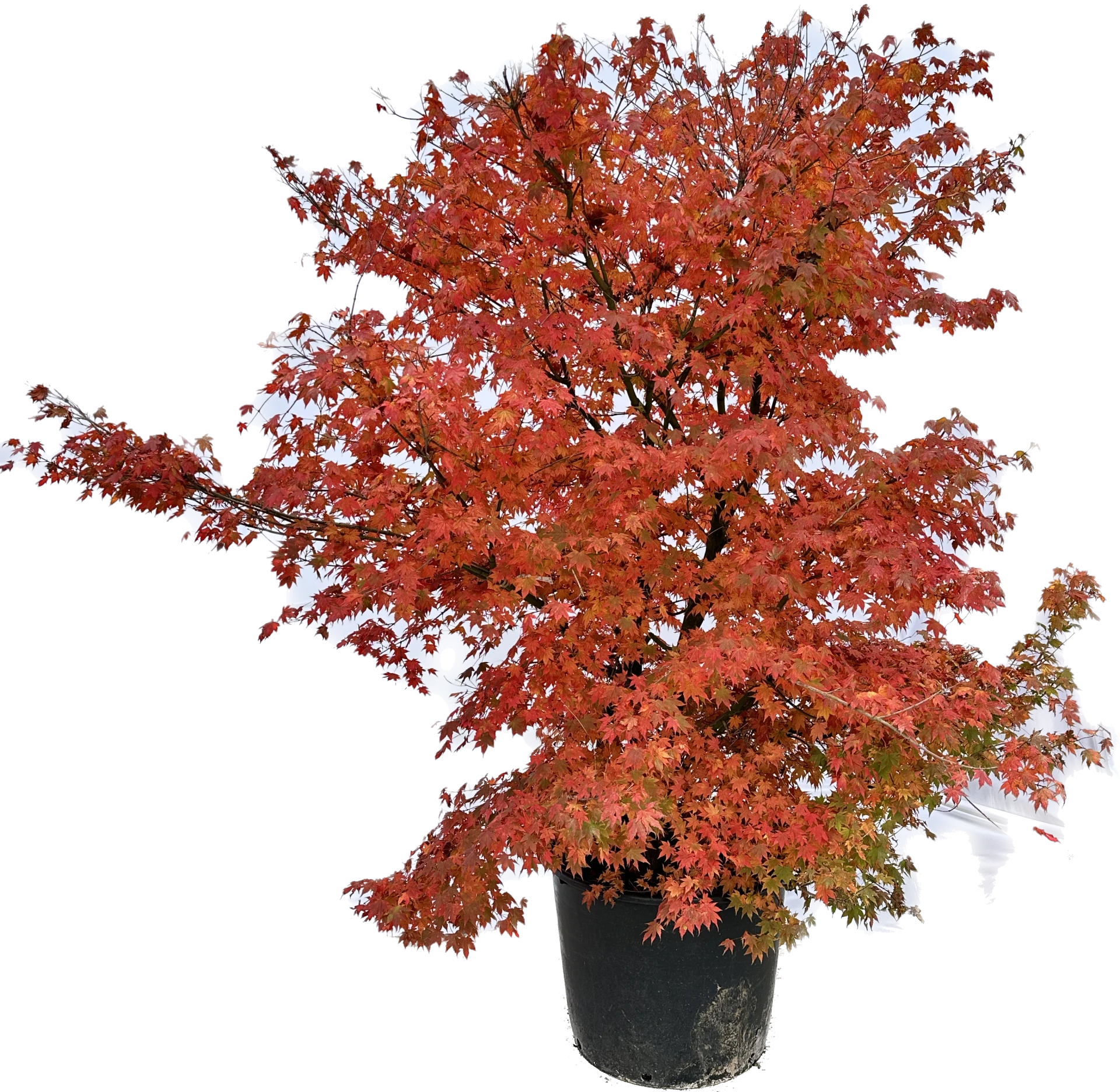 Acer palmatum (Klon palmowy)