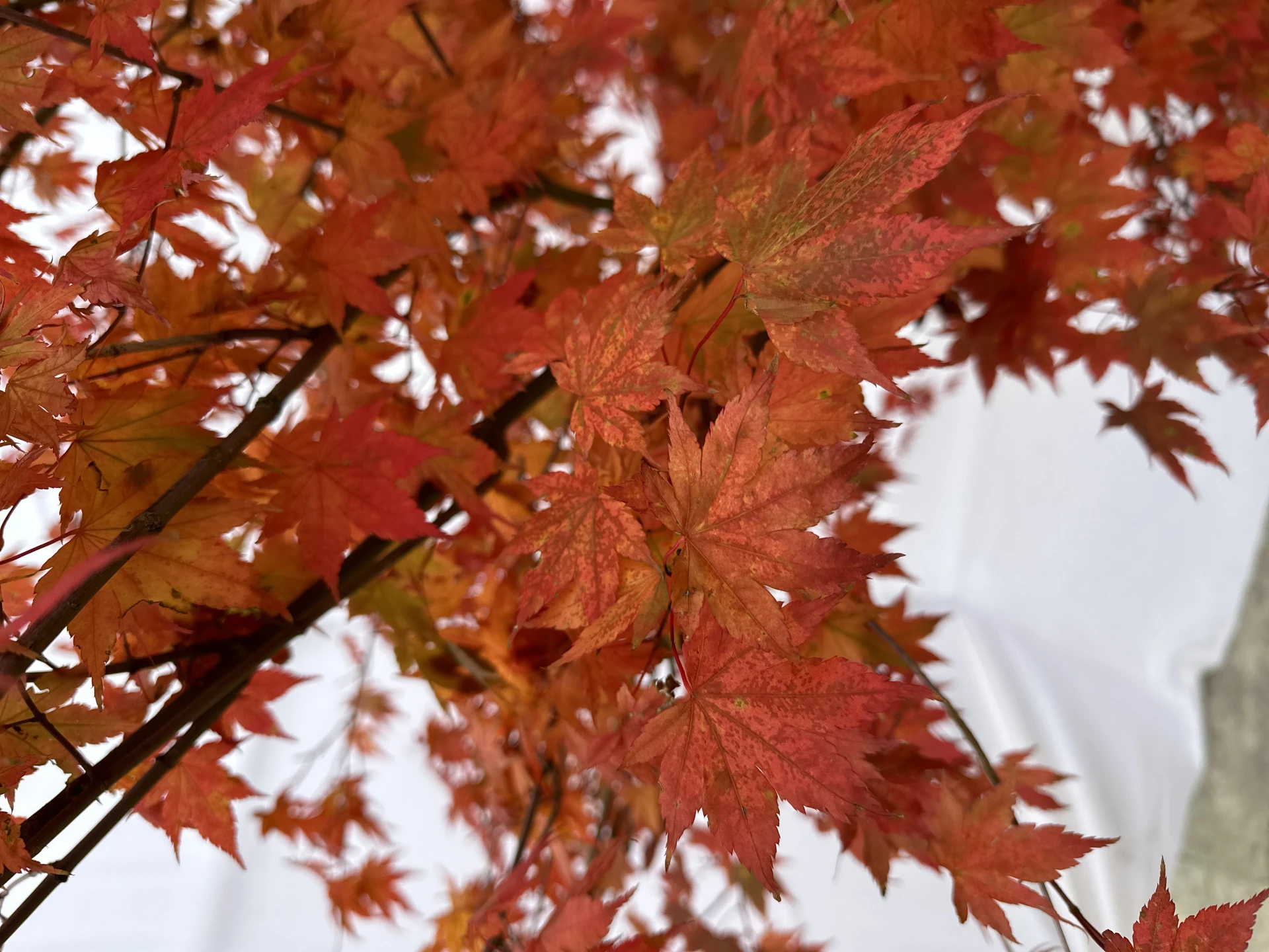 Acer palmatum (Klon palmowy)