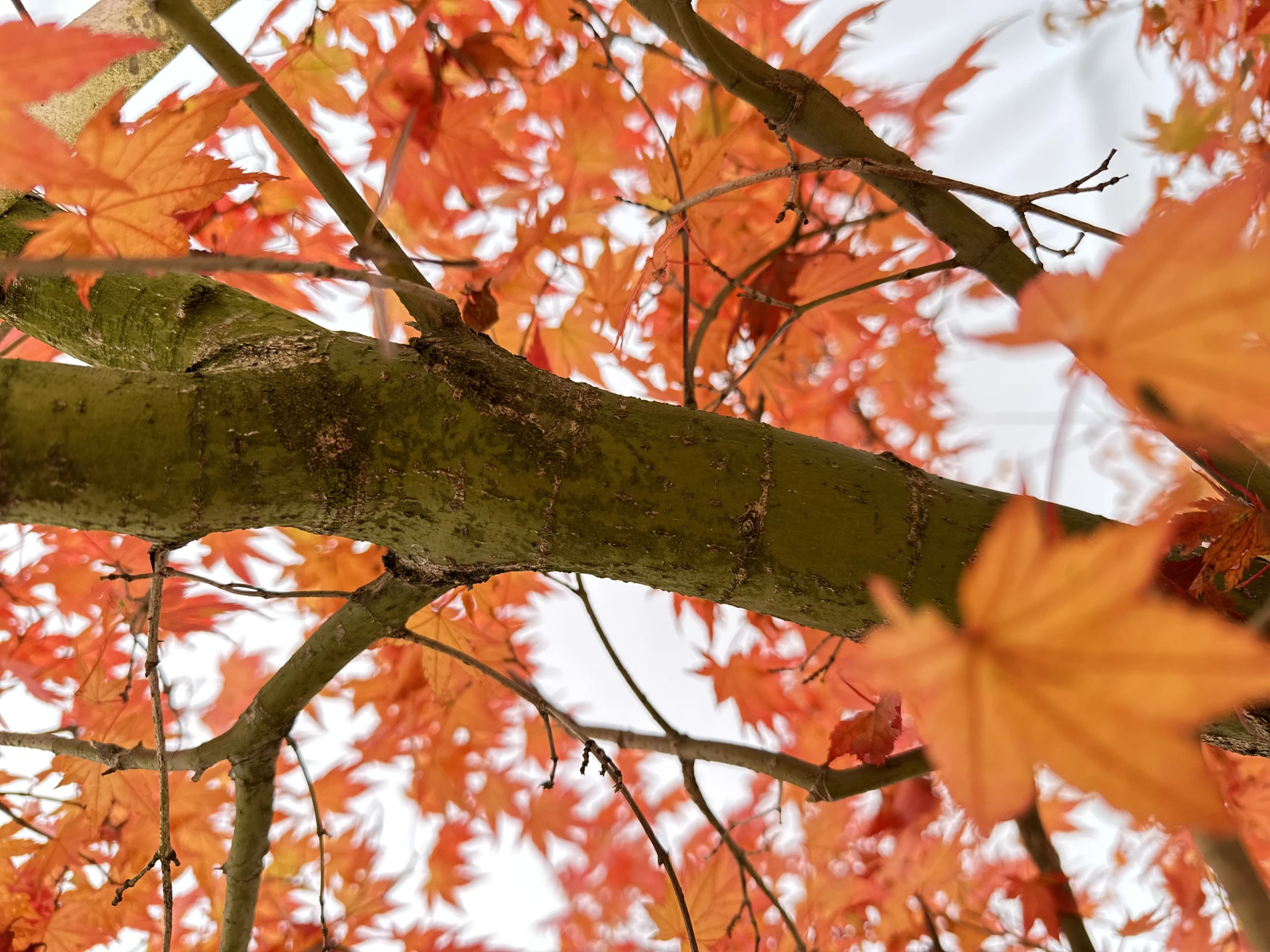 Acer palmatum (Klon palmowy)