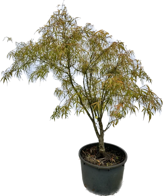 Acer palmatum 'KOTO-NO-ITO' (Klon palmowy'KOTO-NO-ITO' )