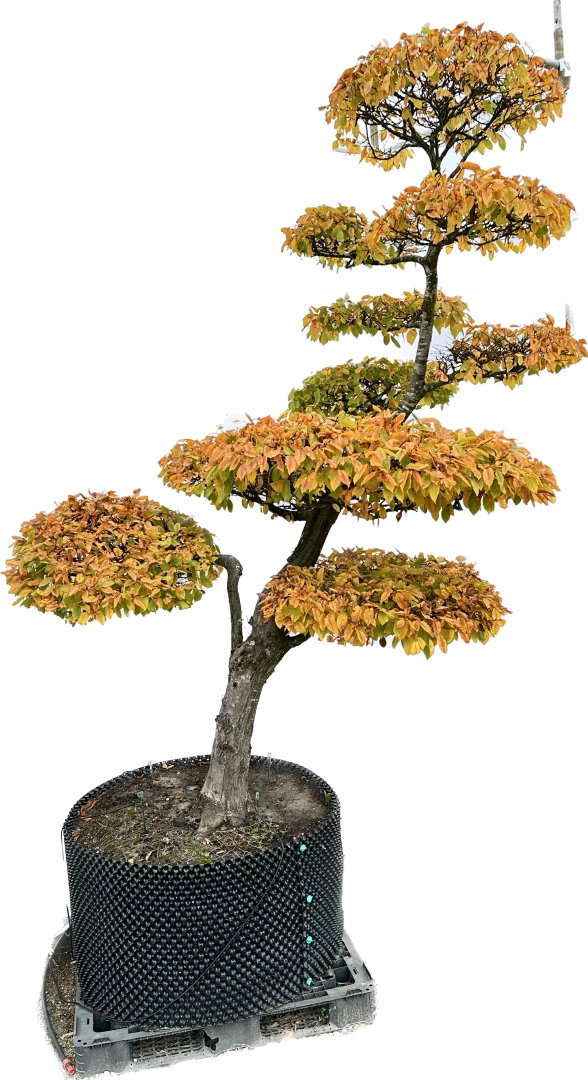 Carpinus betulus (Grab pospolity)