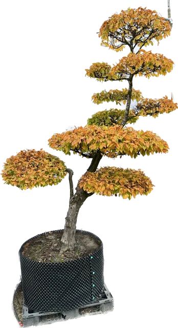 Carpinus betulus (Grab pospolity)