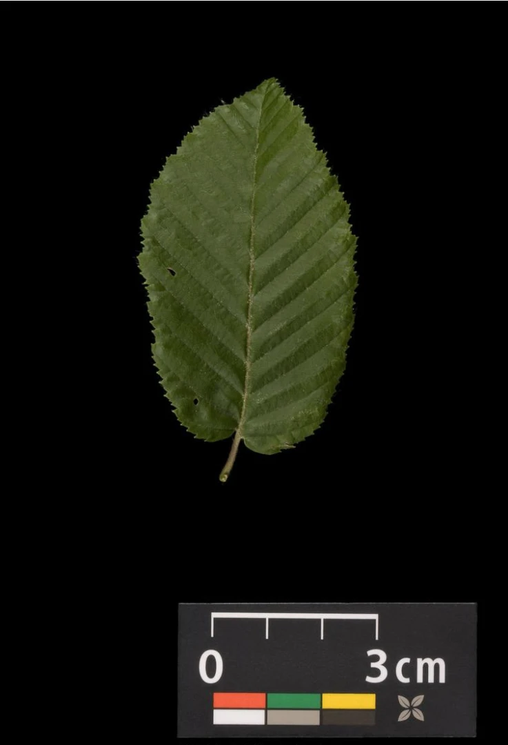Carpinus betulus (Grab pospolity)