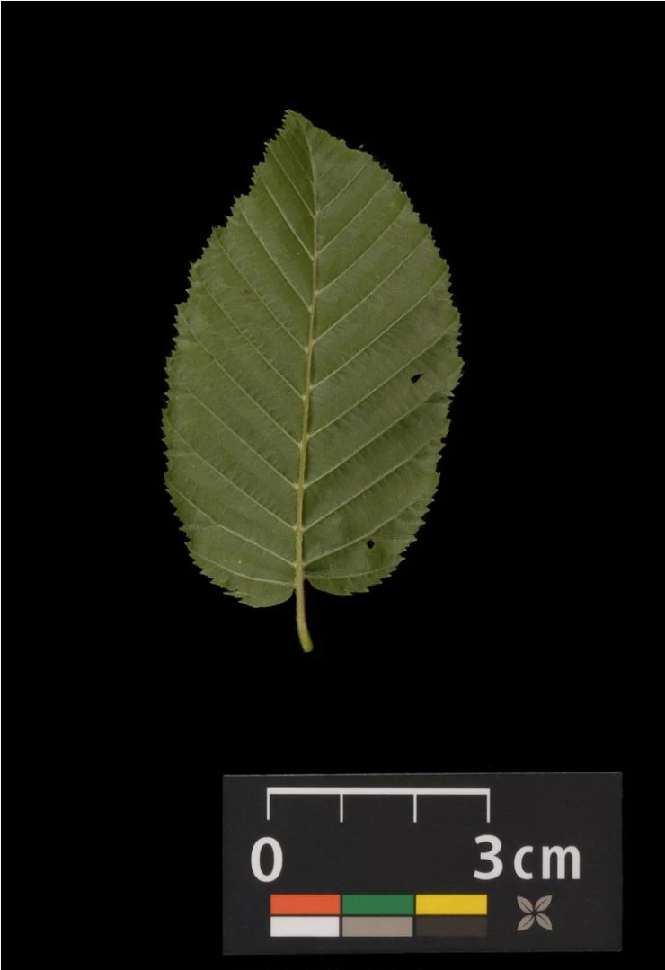 Carpinus betulus (Grab pospolity)