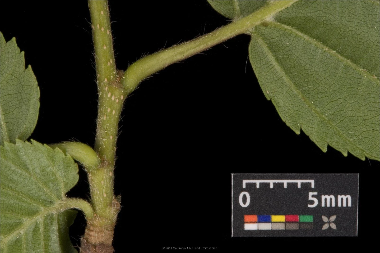 Carpinus betulus (Grab pospolity)