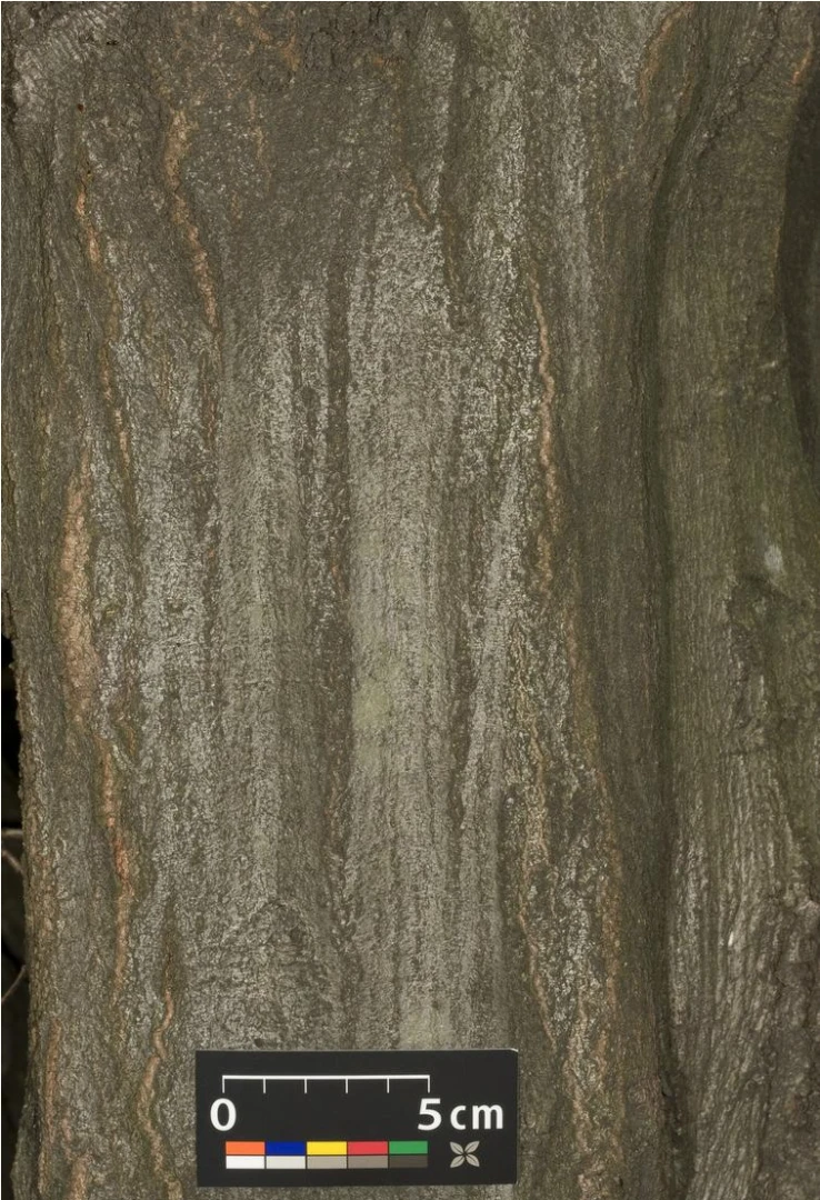 Carpinus betulus (Grab pospolity)