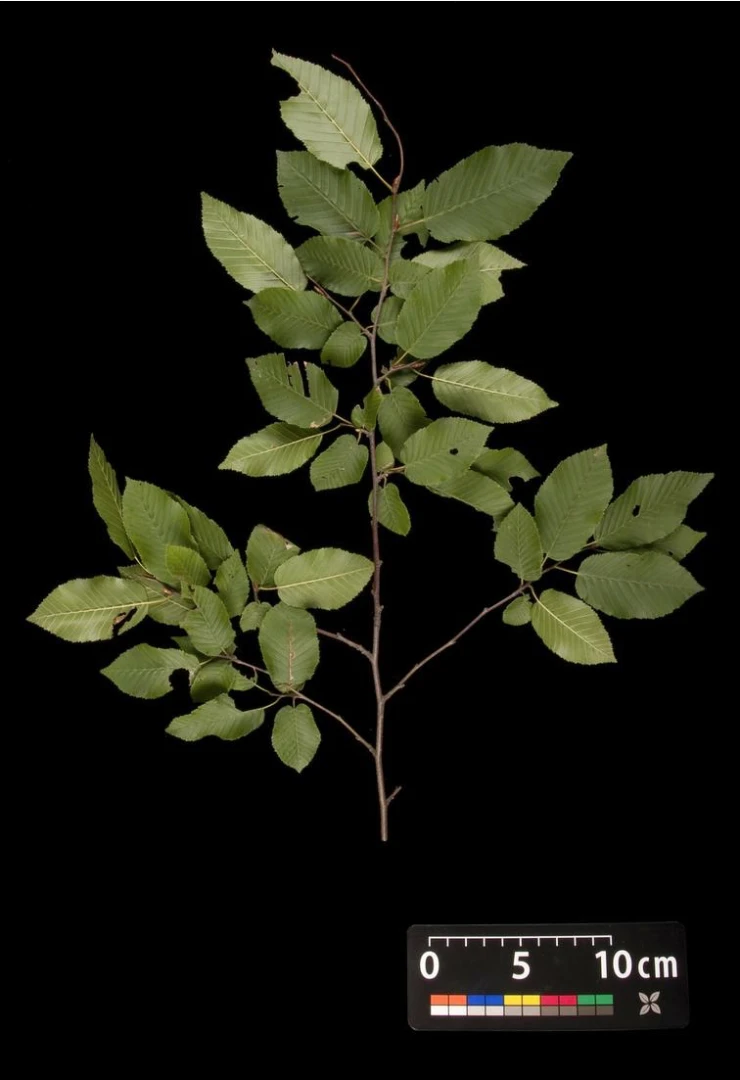 Carpinus betulus (Grab pospolity)