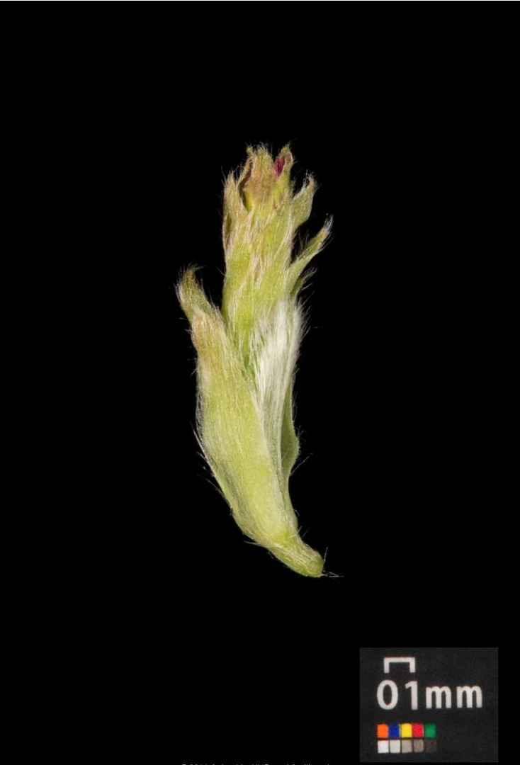 Carpinus betulus (Grab pospolity)