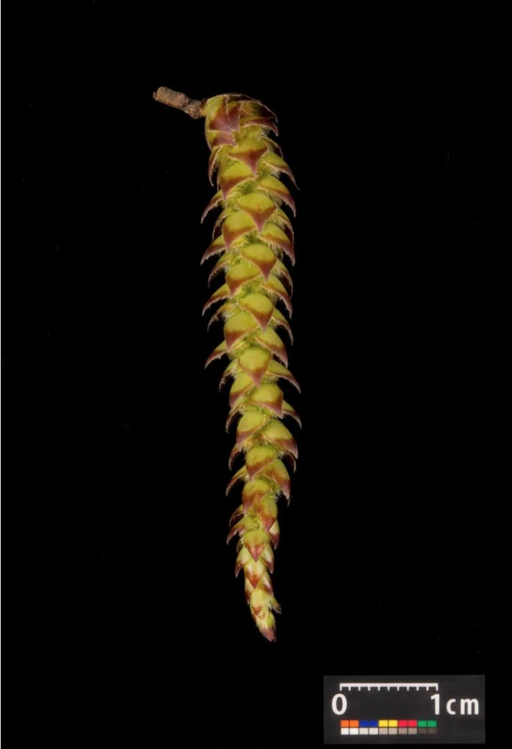 Carpinus betulus (Grab pospolity)