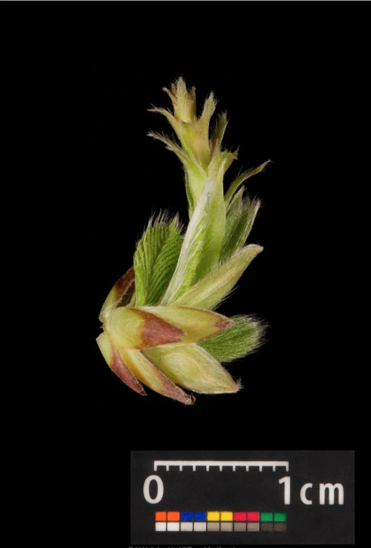 Carpinus betulus (Grab pospolity)