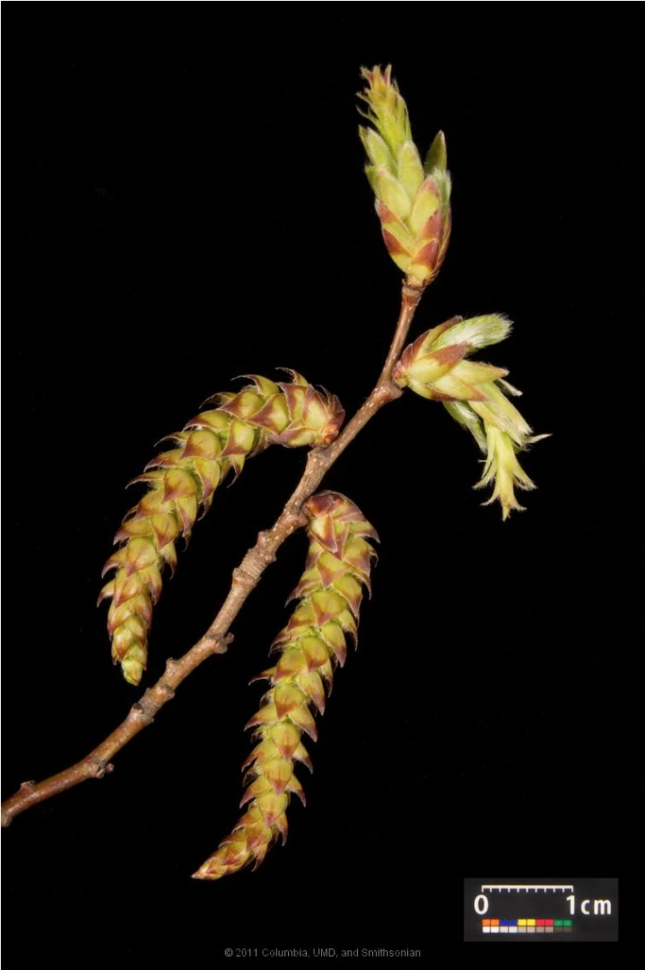 Carpinus betulus (Grab pospolity)