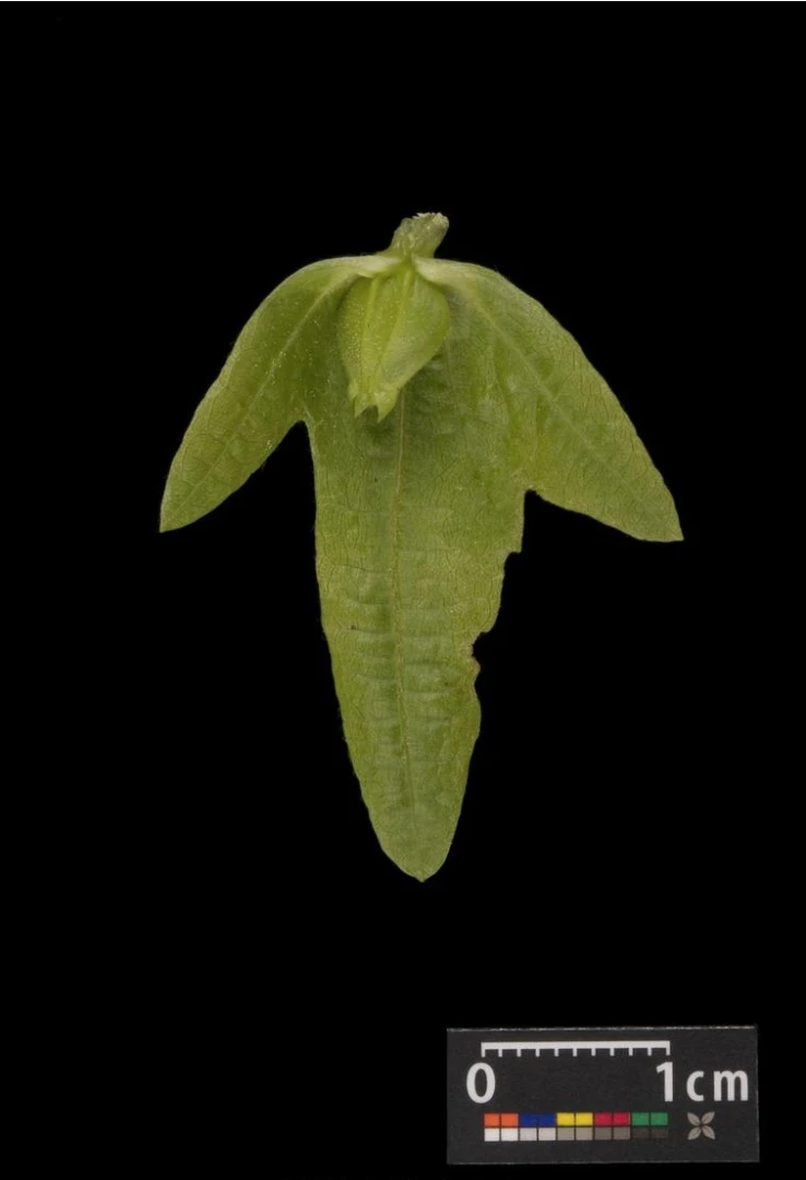 Carpinus betulus (Grab pospolity)