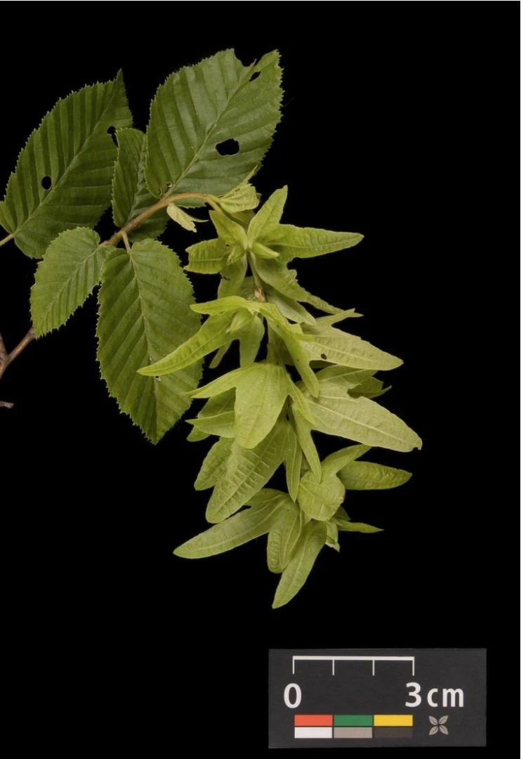 Carpinus betulus (Grab pospolity)