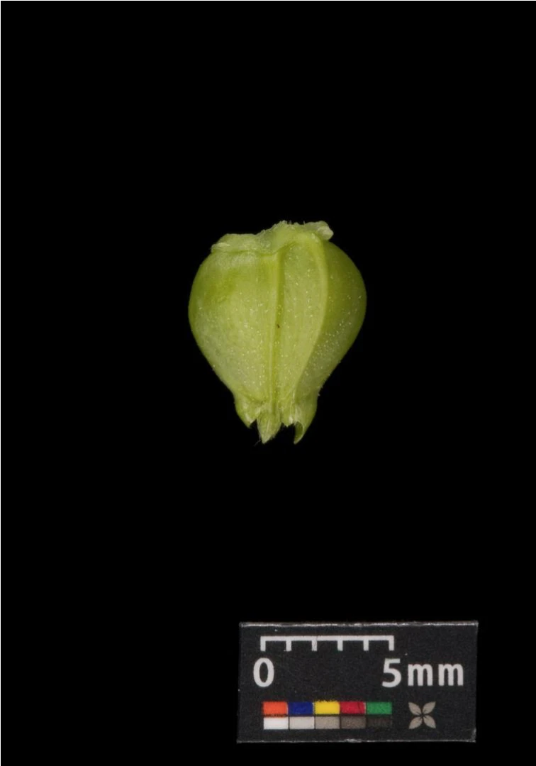 Carpinus betulus (Grab pospolity)