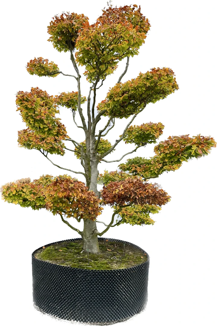 Fagus sylvatica (Buk pospolity)
