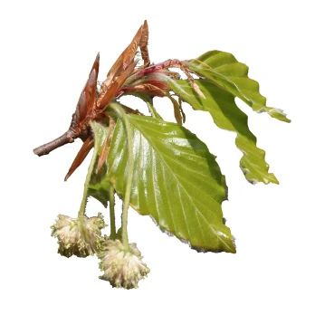 Fagus sylvatica (Buk pospolity)