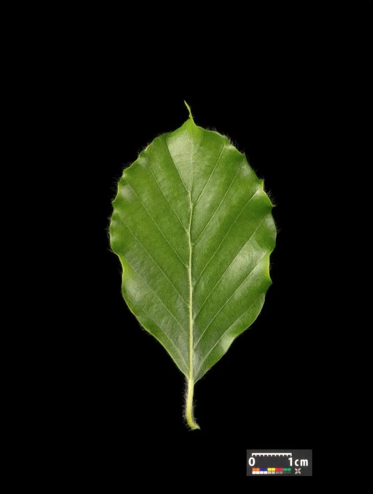 Fagus sylvatica (Buk pospolity)