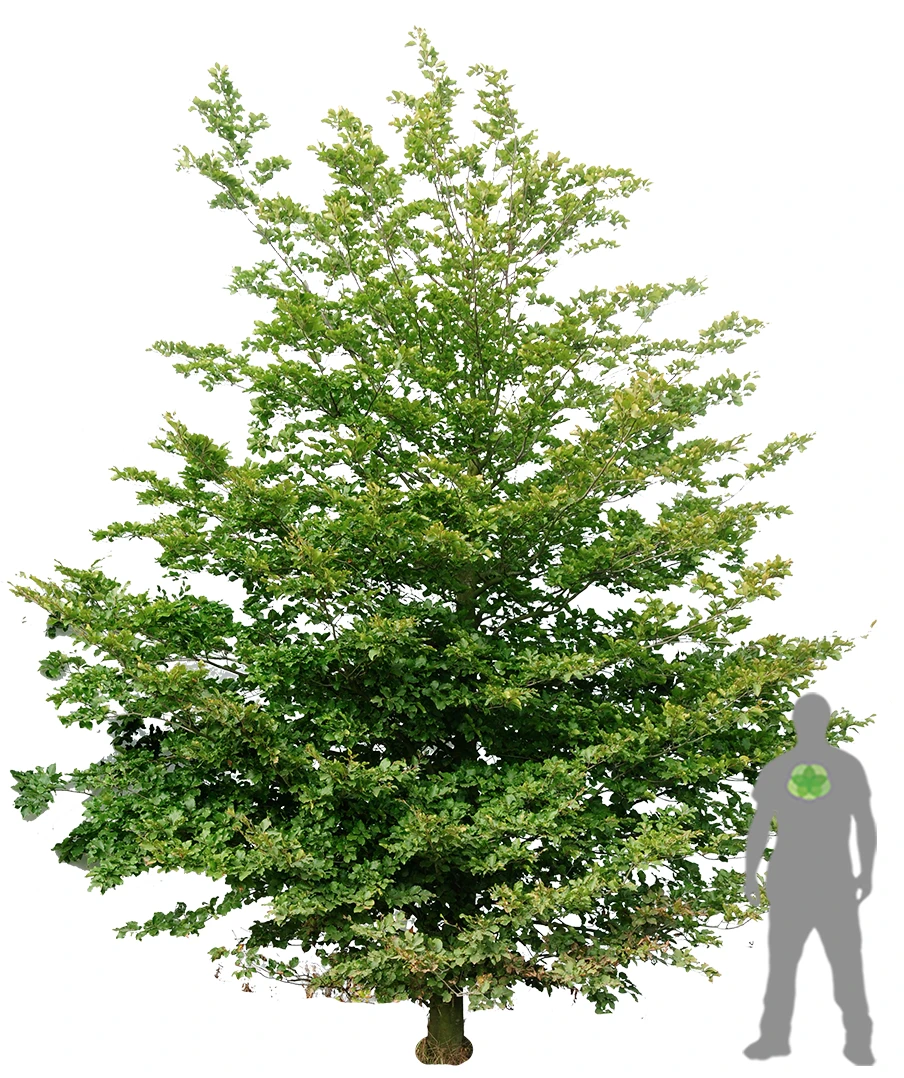 Fagus sylvatica (Buk pospolity)