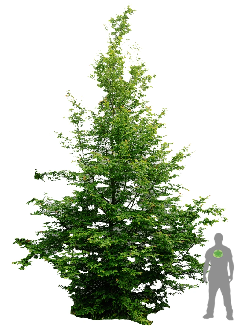 Fagus sylvatica (Buk pospolity)