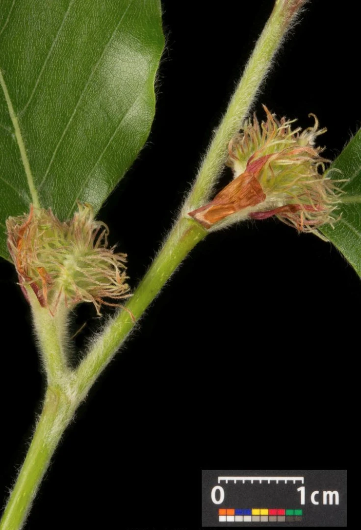 Fagus sylvatica (Buk pospolity)