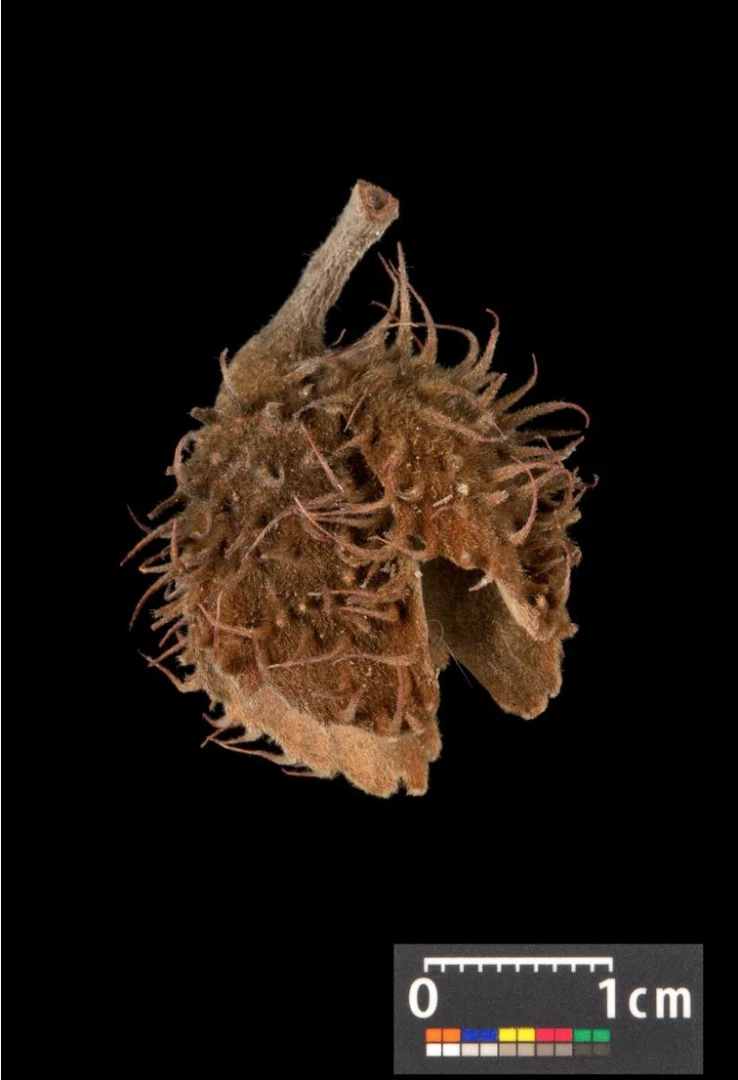 Fagus sylvatica (Buk pospolity)