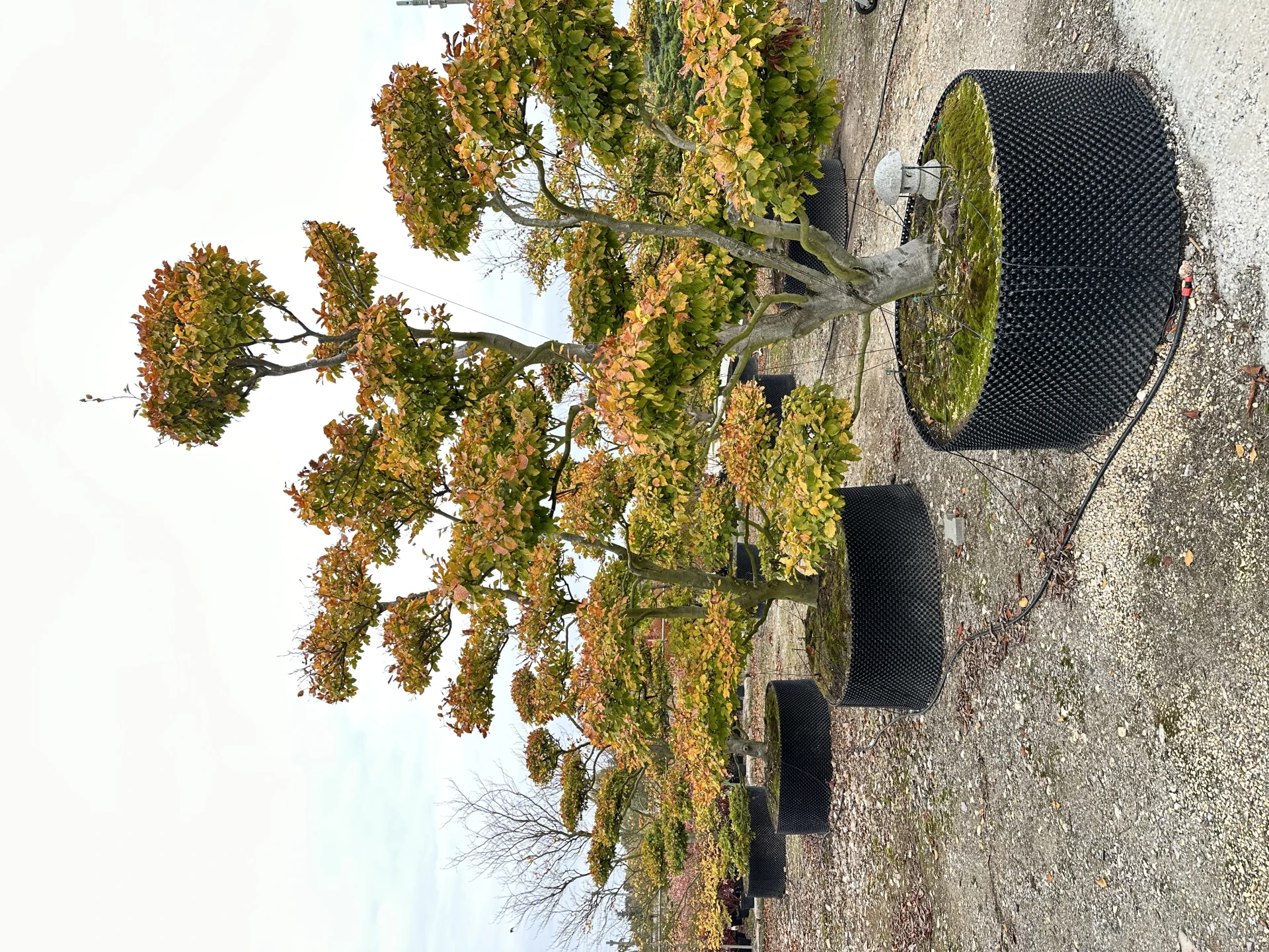 Fagus sylvatica (Buk pospolity)