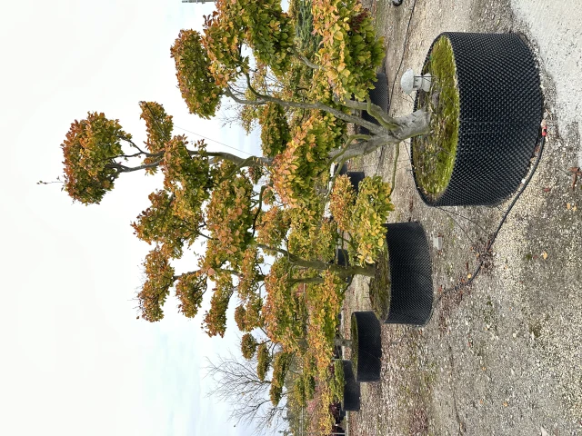 Fagus sylvatica (Buk pospolity)