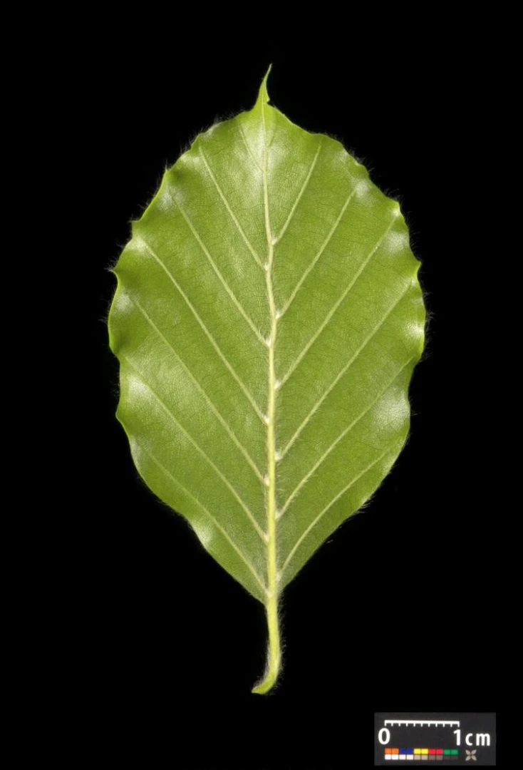 Fagus sylvatica (Buk pospolity)