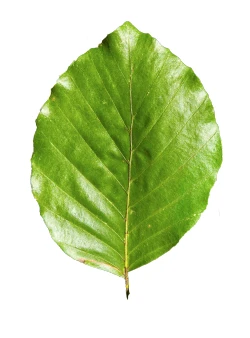 Fagus sylvatica (Buk pospolity)