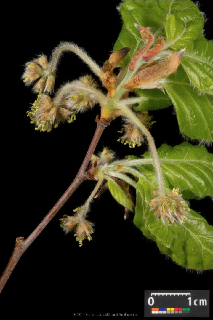 Fagus sylvatica (Buk pospolity)