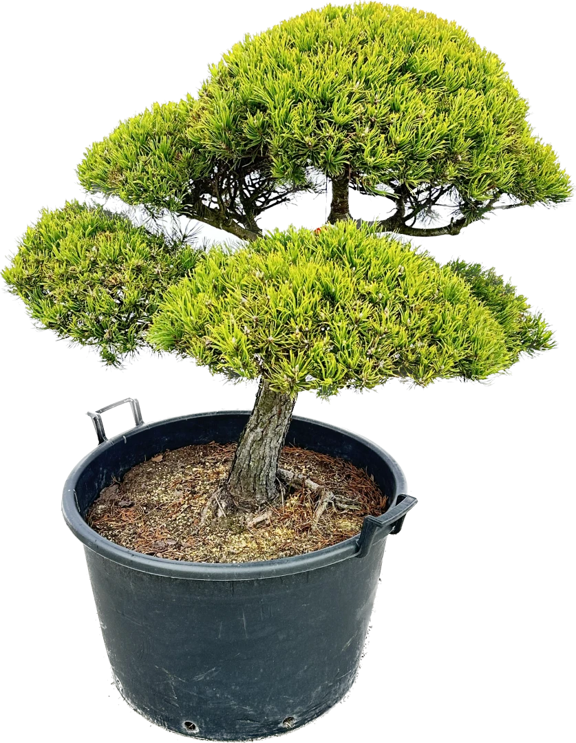 Pinus mugo 'Wintergold' (Sosna górska 'Wintergold')