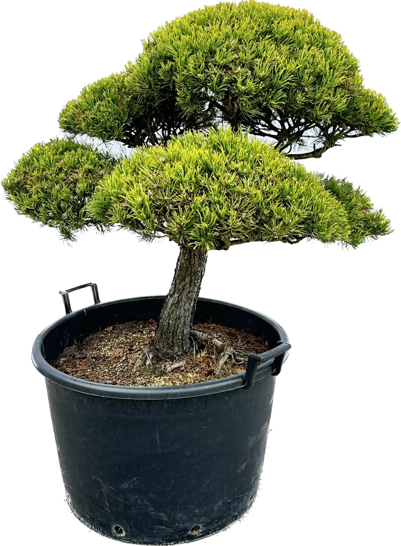 Pinus mugo 'Wintergold' (Sosna górska 'Wintergold')