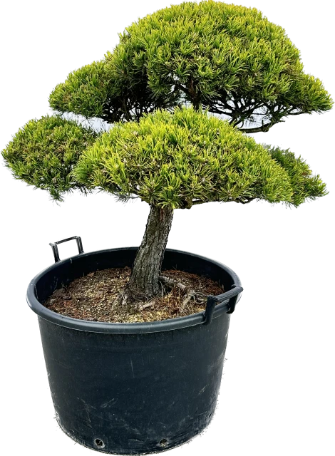 Pinus mugo 'Wintergold' (Sosna górska 'Wintergold')