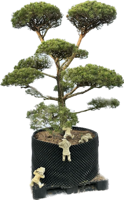 Pinus sylvestris (Sosna pospolita)