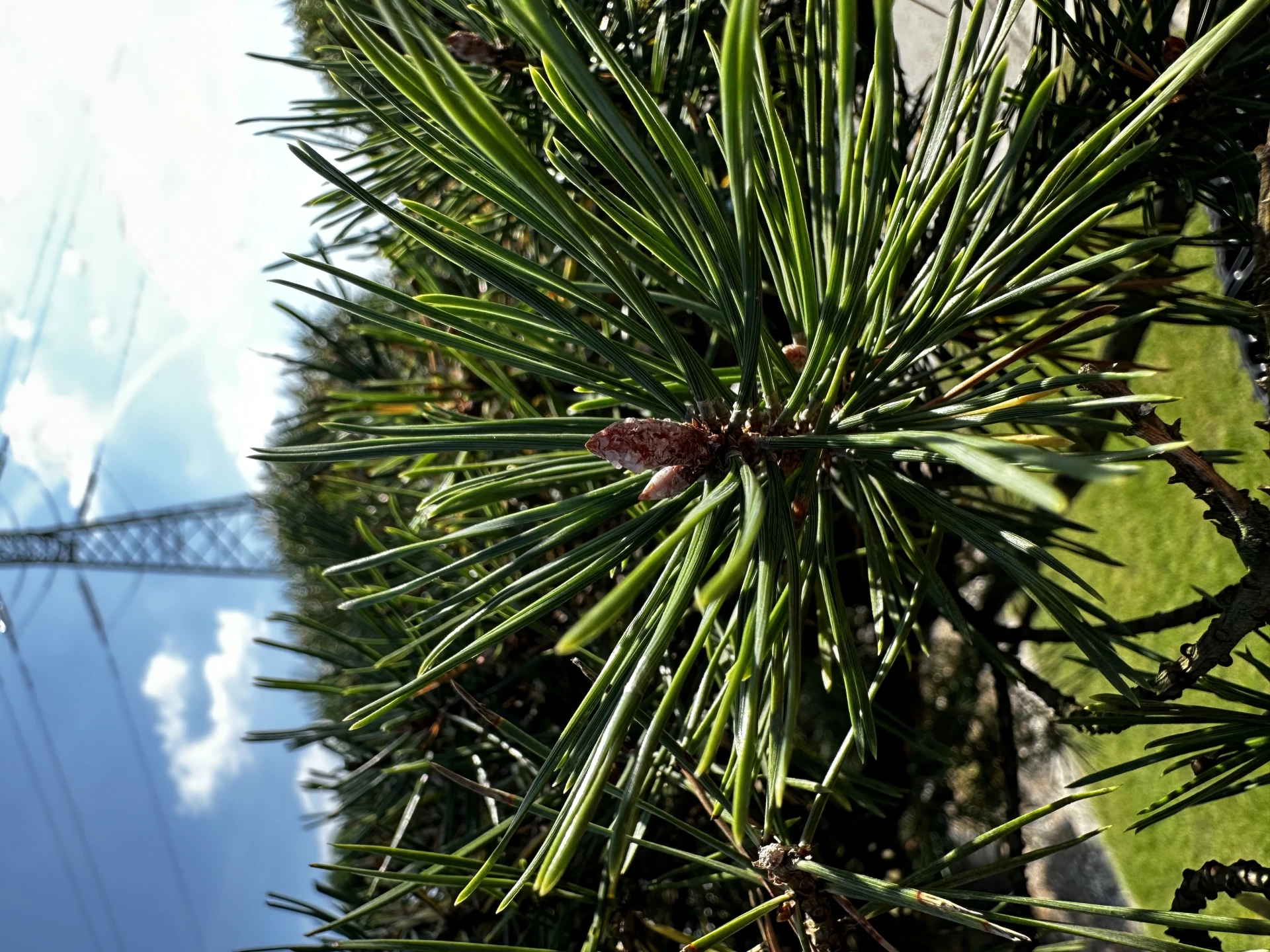 Pinus sylvestris (Sosna pospolita)