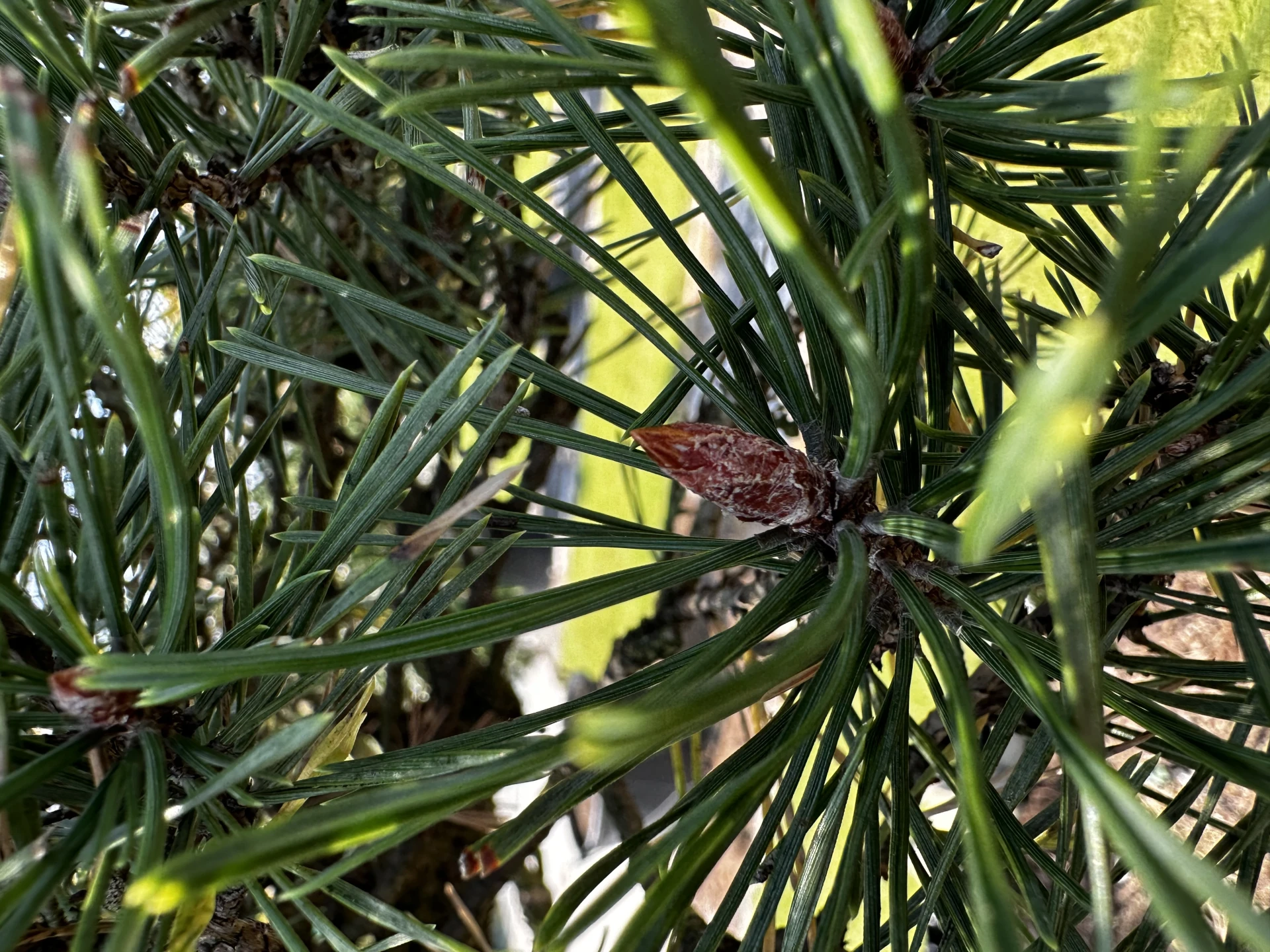 Pinus sylvestris (Sosna pospolita)