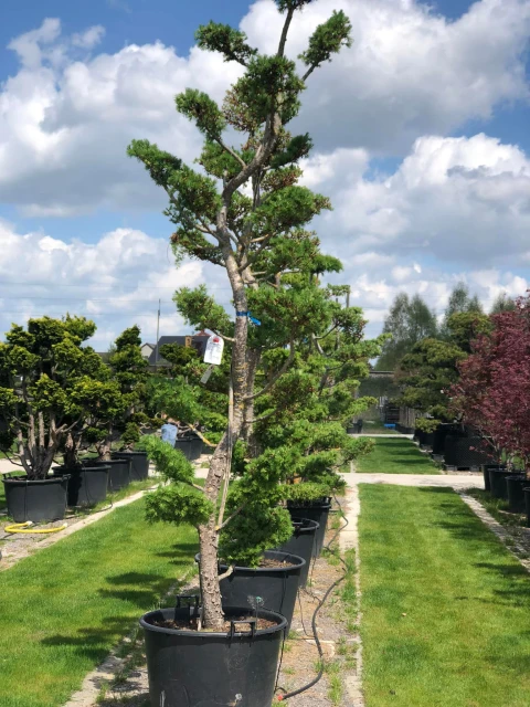 Larix decidua (Modrzew europejski)