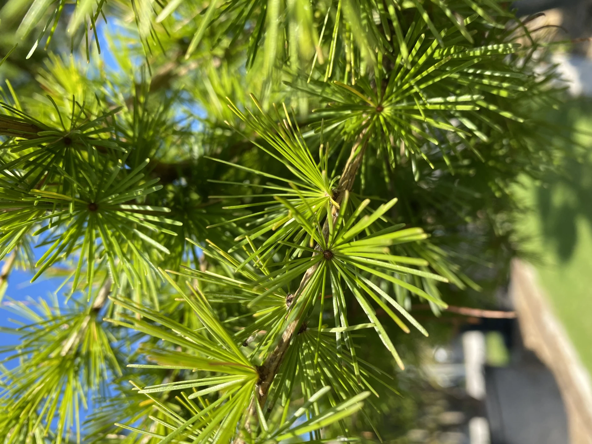 Larix decidua (Modrzew europejski)